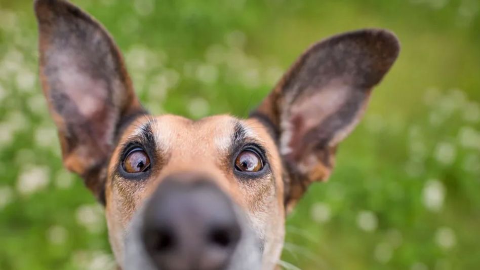 son los perros conscientes de su existencia